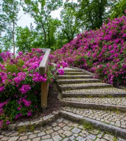 Landscape Gardens